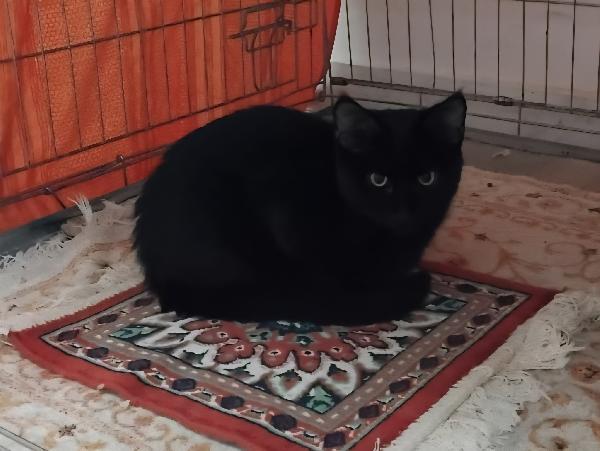 Nala & Falco scampati al peggio Foto 4